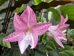 -墨尔本皇家植物园