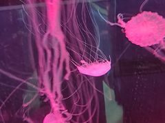 -苏州海洋馆