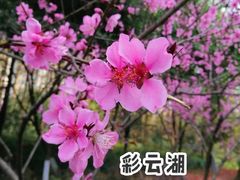 -重庆彩云湖湿地公园