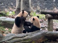-都江堰中华大熊猫苑
