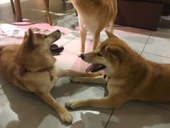 -柴务处·柴犬主题狗咖