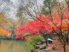 -秋霞圃