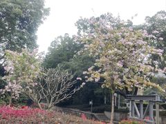 -荔湾湖公园