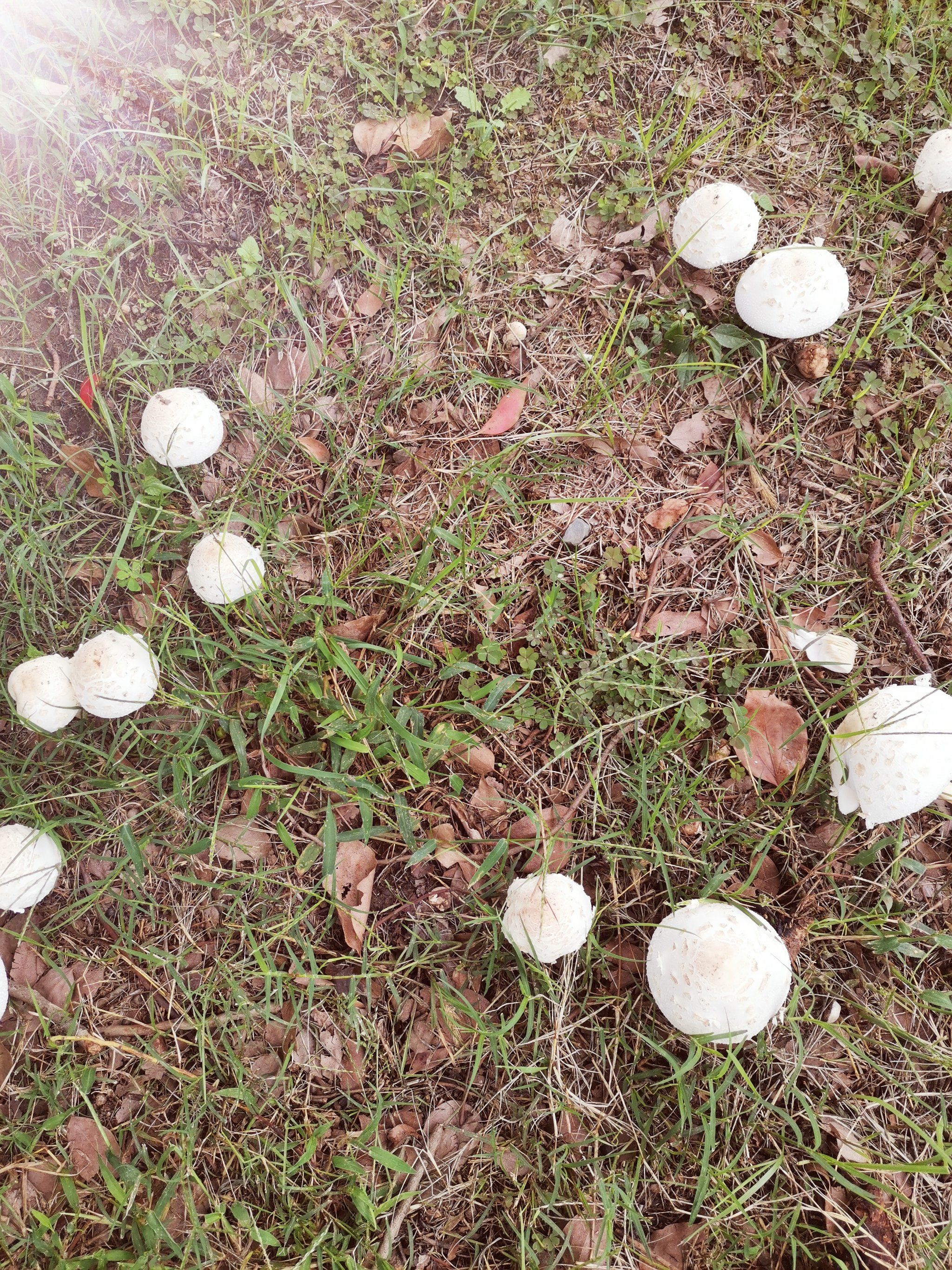 野生蘑菇能吃吗