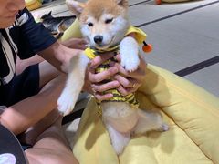-逗柴咖啡屋·狗咖猫咖宠物桌游