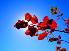 -北京西山国家森林公园