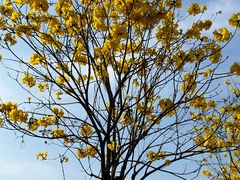 -怪物困了·咖啡(金地龙城店)