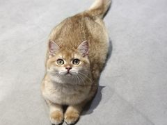 -琪喵猫屋·撸猫猫咖·猫舍