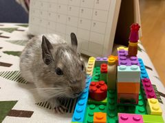 -酷以爬仙阁实体爬宠店·守宫·蜥蜴·专业繁育