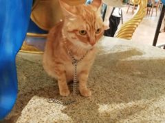 -more than meow吴止猫主题餐厅(承德 中船汇店)