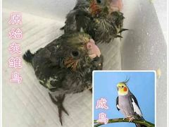 -食尚名肴自助涮烤