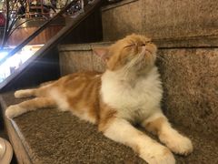 -more than meow吴止猫主题餐厅(承德 中船汇店)