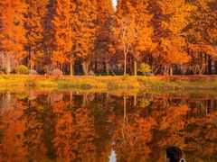 -黄海国家森林公园