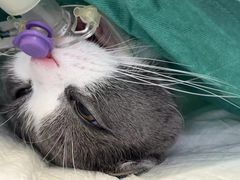 -美美宠物诊疗中心·异宠·骨科(滨江东信分院)