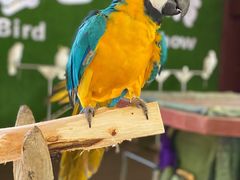 -西双版纳原始森林公园