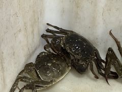 -黄记大闸蟹专卖店·活蟹·醉蟹