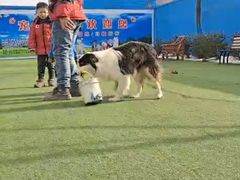 -宠物寄养训练学校