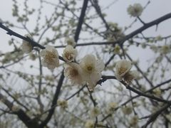 -秀丽东方