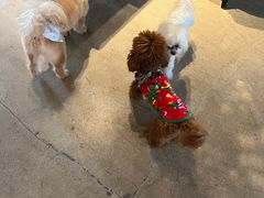 -百好乐宠物友好餐厅(朝外大街店)