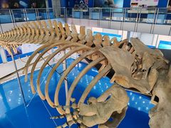 -上海海洋大学鱼文化博物馆(军工路校区)