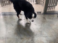 -暖阳宠物医院·犬猫康复中心·骨科