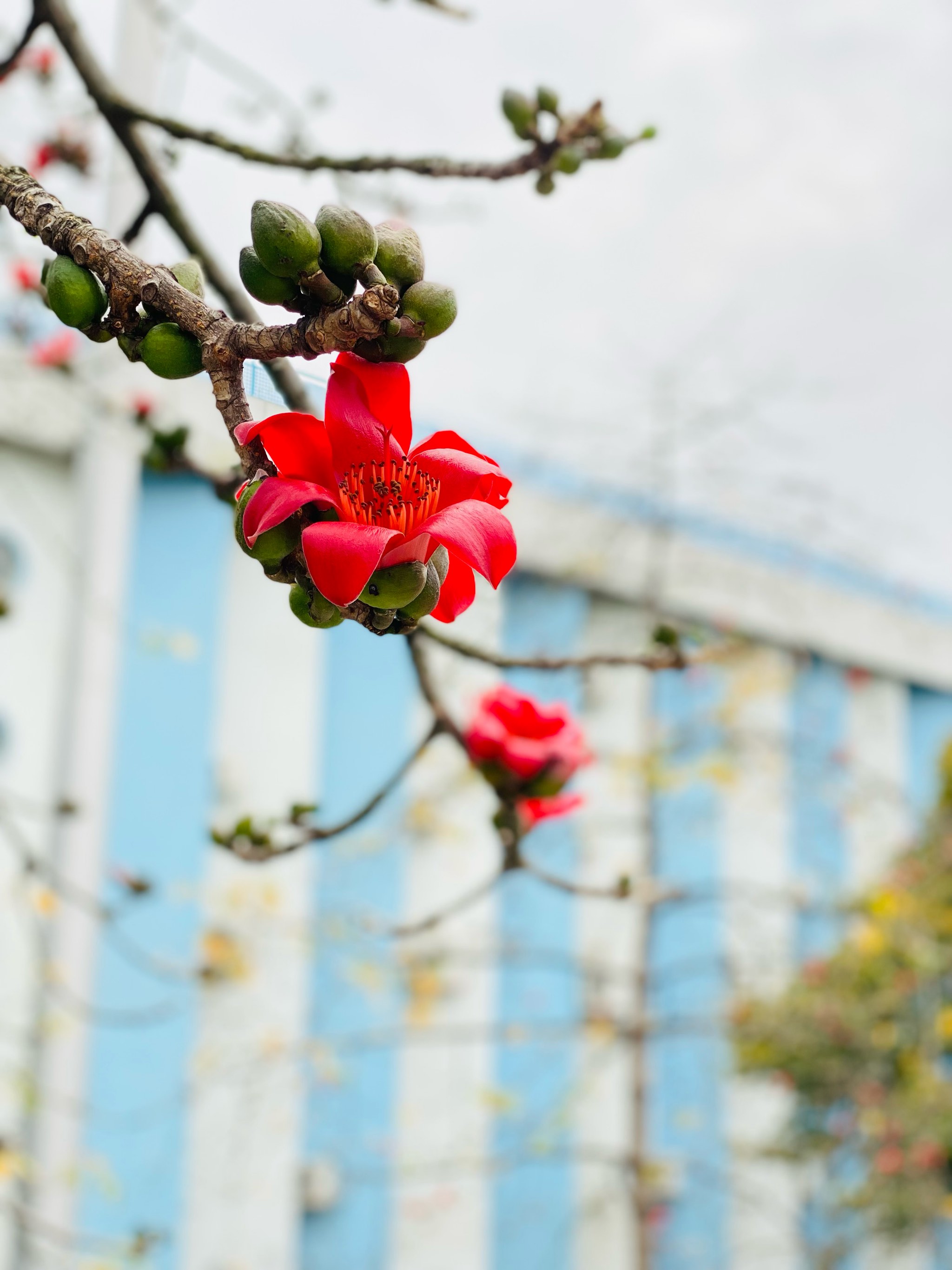 木棉花 手机壁纸图片