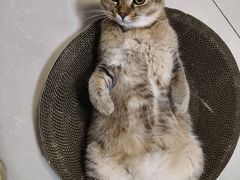 -瑞鹏宠物医院·超声·骨科·奇麟分院(蜀都万达店)