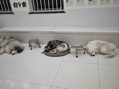 -汪说·狗咖·拼豆·宠物周边DIY(旺城大厦店)