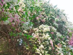 -深圳国际园林花卉博览园