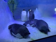 -海合安成都极地海洋公园