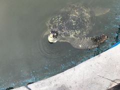 -广东惠东海龟国家级自然保护区