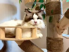 -唐小姐の私宠·宠物洗护美容·撸猫馆·购宠(周浦万达旗舰店)