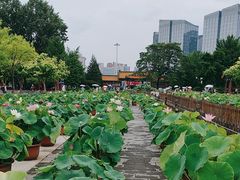 -莲花池公园