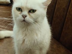 -猫小院猫主题餐厅(三里屯店)