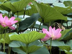-丁香湖公园