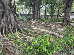 -九龙寨城公园