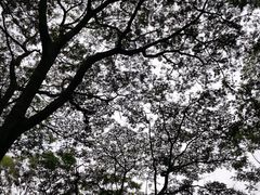 -滴水岩森林公园