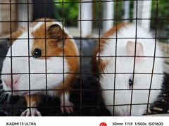 -海陵岛保利皇冠假日酒店·御公馆中餐厅 CANAL LNUA