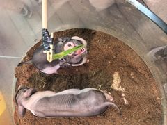 -正佳雨林生态植物园