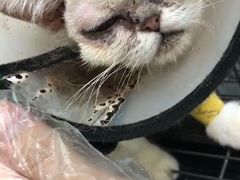 -瑞派宠物医院·24h·骨外科·皮肤科·全科宠物医疗转诊中心(沈阳浑南院)