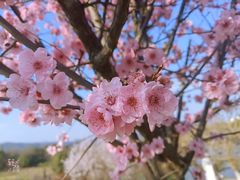 -星湖特色餐厅· 三岔湖环球融创天堂洲际酒店