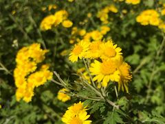 -永定河休闲森林公园