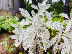 -国家植物园