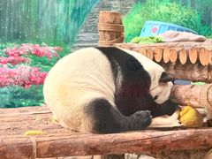 -青藏高原野生动物园