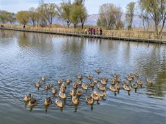 -野鸭湖国家湿地公园