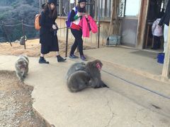 -岚山猴子公园