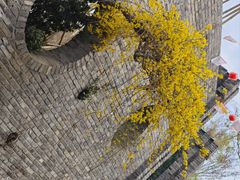 -朴园