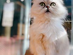 -more than meow吴止猫主题餐厅(承德 中船汇店)