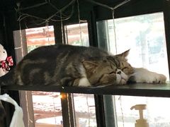 -李小姐の猫咖啡馆(五角场店)
