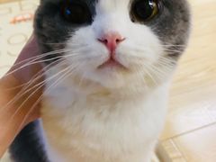 -momokira米努特·德文卷毛猫·棉花面纱犬